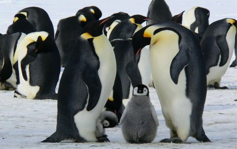 Картинки по запросу пингвини